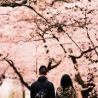 桜、咲いたよ。さて今日のお客様は・・