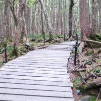 白駒の池　苔の森ハイキング