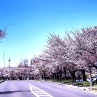 諏訪湖ハーモ美術館前もやっと桜咲く