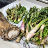 たけのこ、タラの芽、コシアブラ、山ウド、旬の味わい