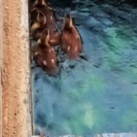 カルガモを助けたっていうお話と、その他いろいろ・・