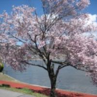 諏訪湖畔、桜が咲きました～