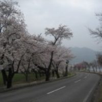 桜、満開！諏訪湖畔。