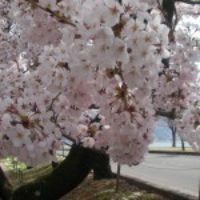 ４月２３日(日)諏訪湖畔の桜が満開になりました。